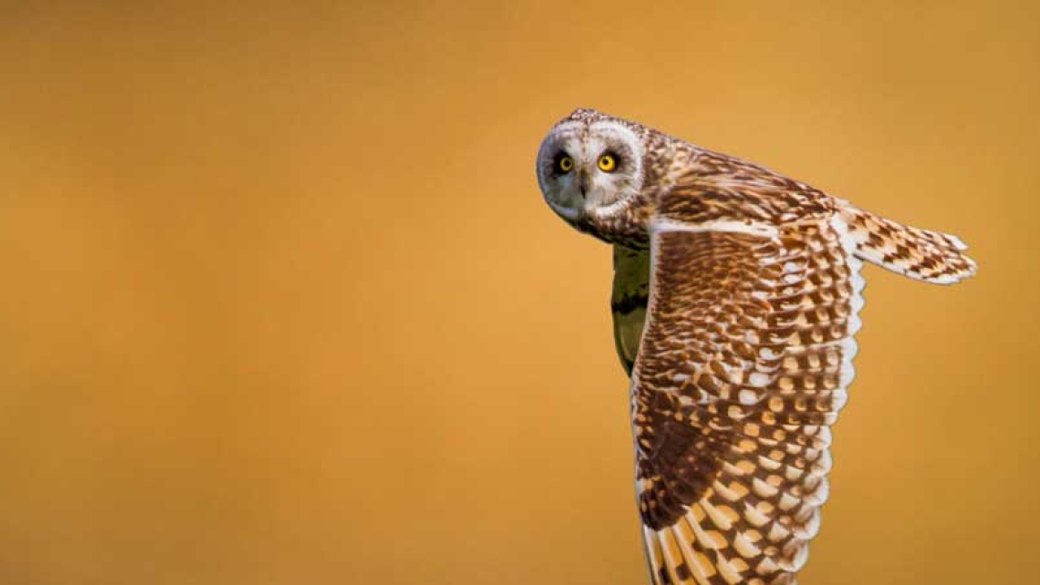 Doner spare ribs pastrami shank